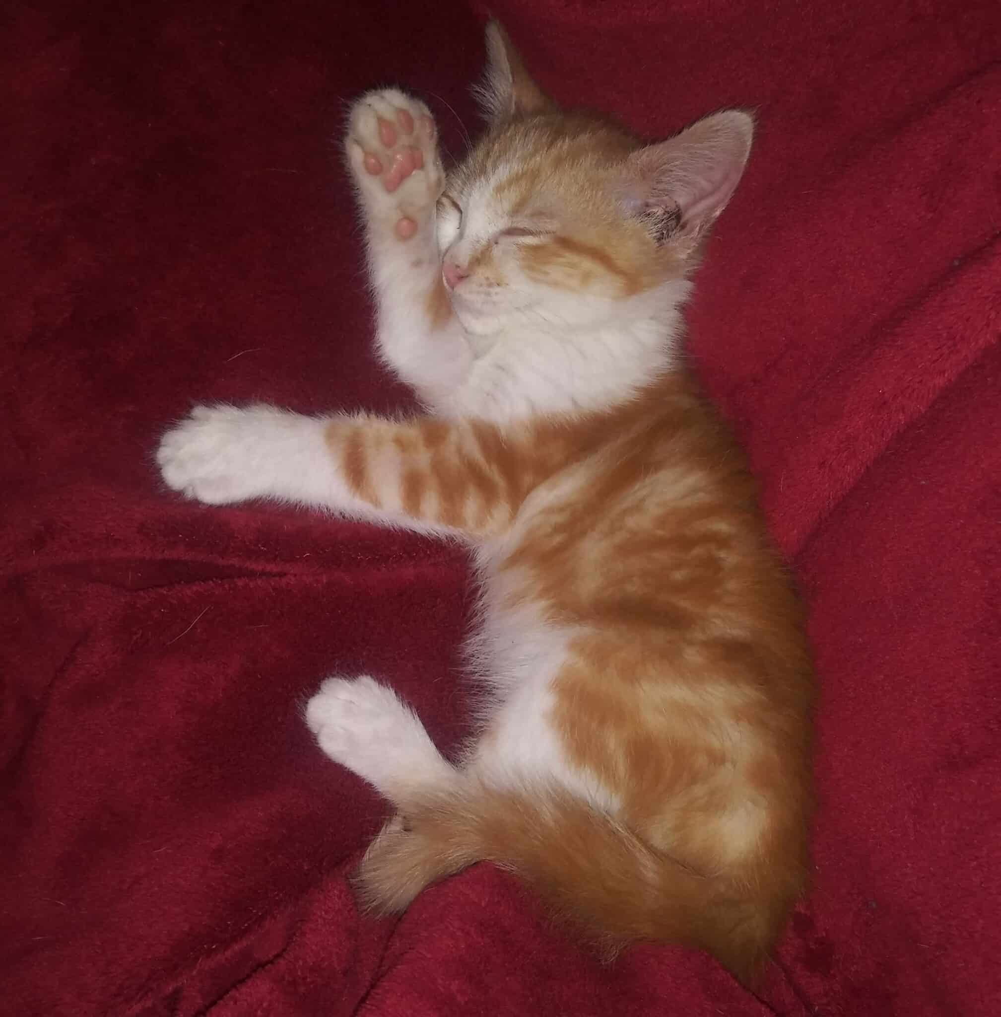 Orange and white kitten taking a nap on a red blanket