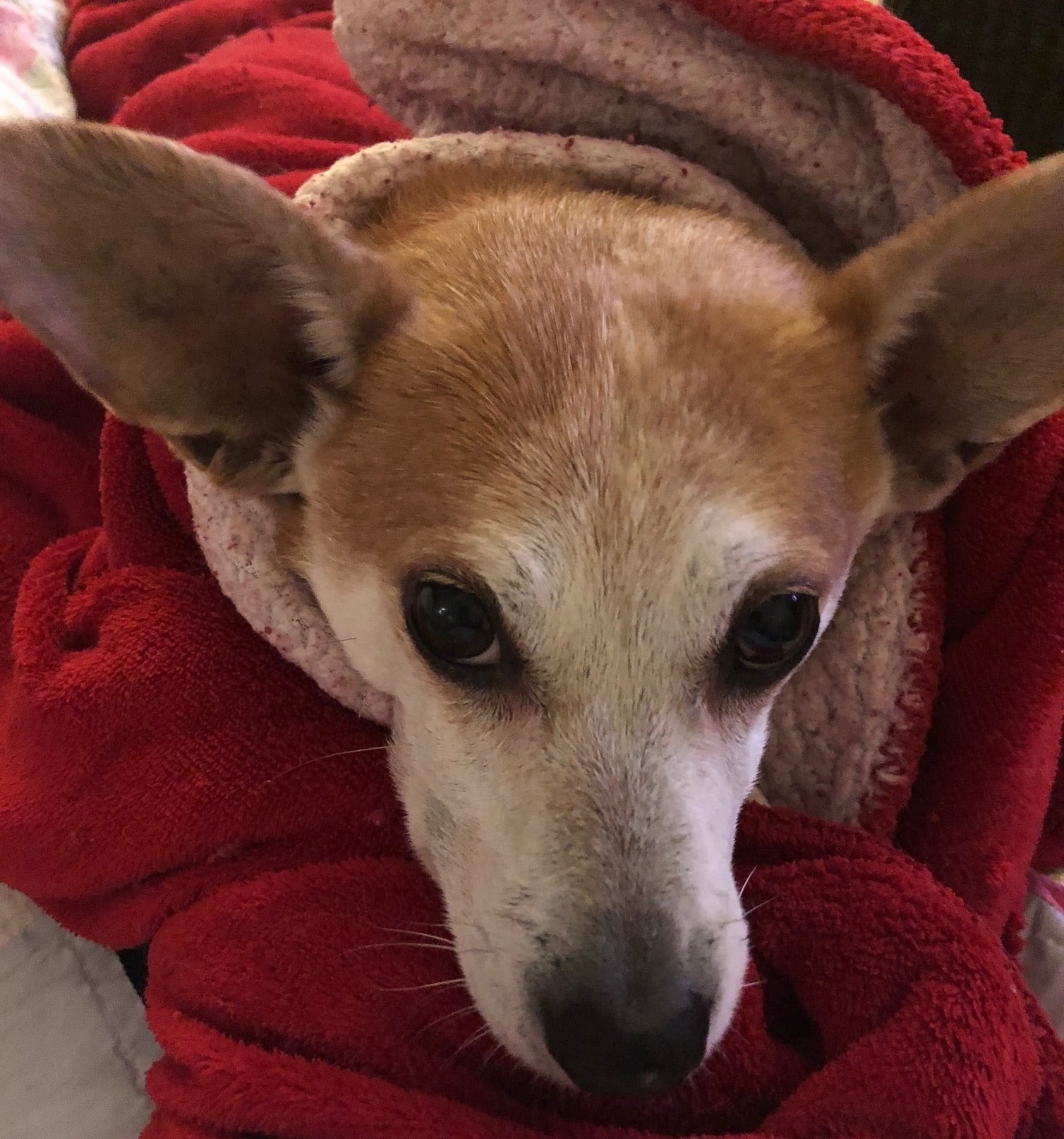 Small Chihuahua and Corgi mix dog is wrapped in a red blanket like a burrito
