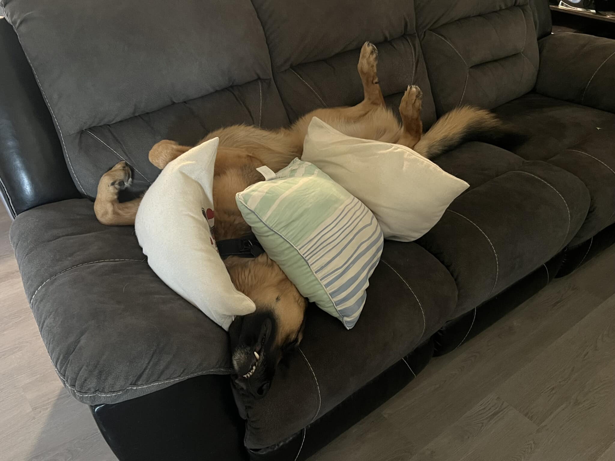 German Shepherd dog rolls on his back on a gray sofa between several pillows