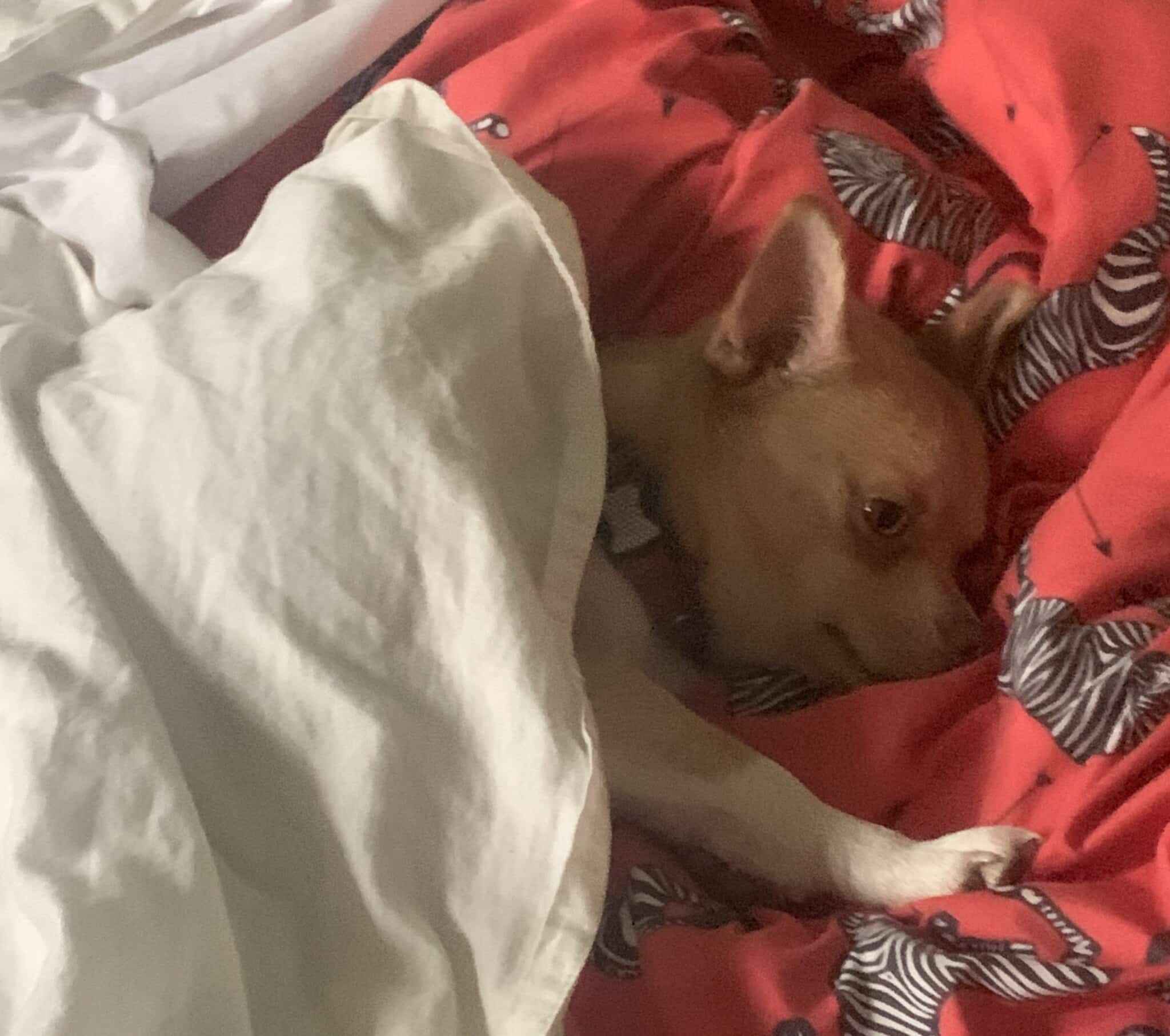 Small chihuahua dog is tucked in for bedtime