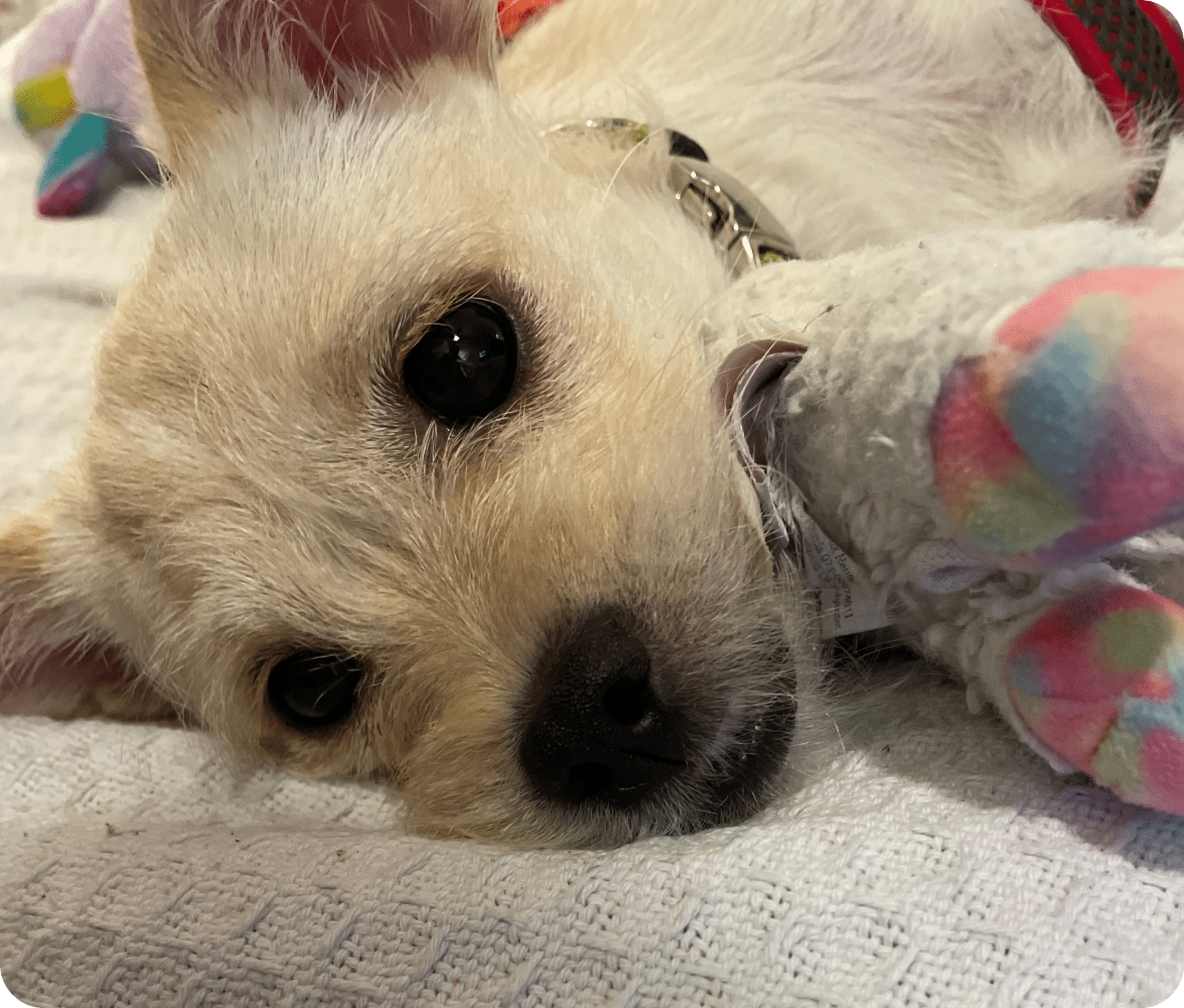 Pokey the Puppy