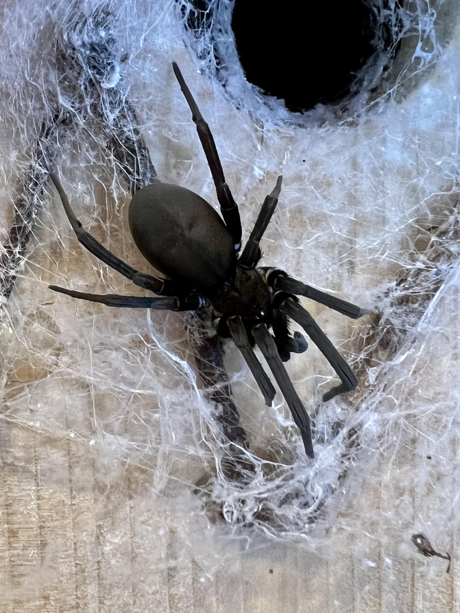 A large black house spider in her web