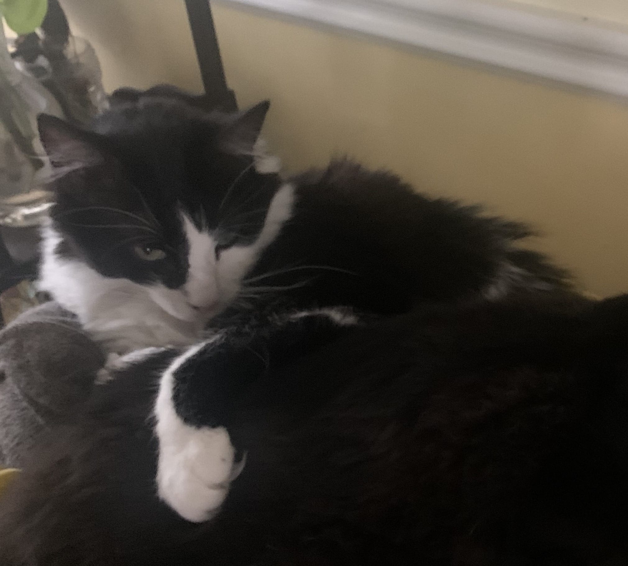 Tater the cat cuddling with his cat sibling