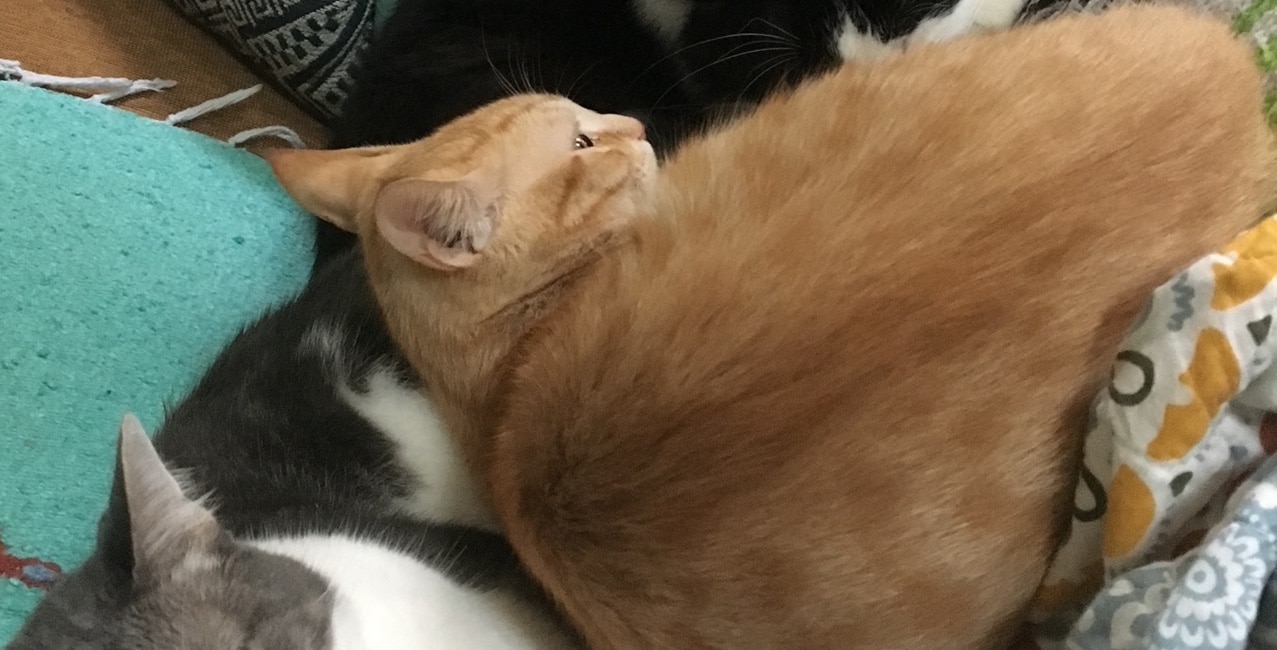 Stevezie the cat napping with two cat siblings