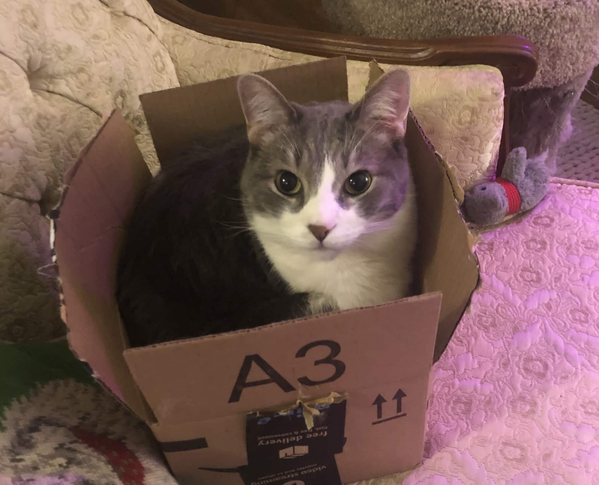 Beautiful gray and white cat sits in his box