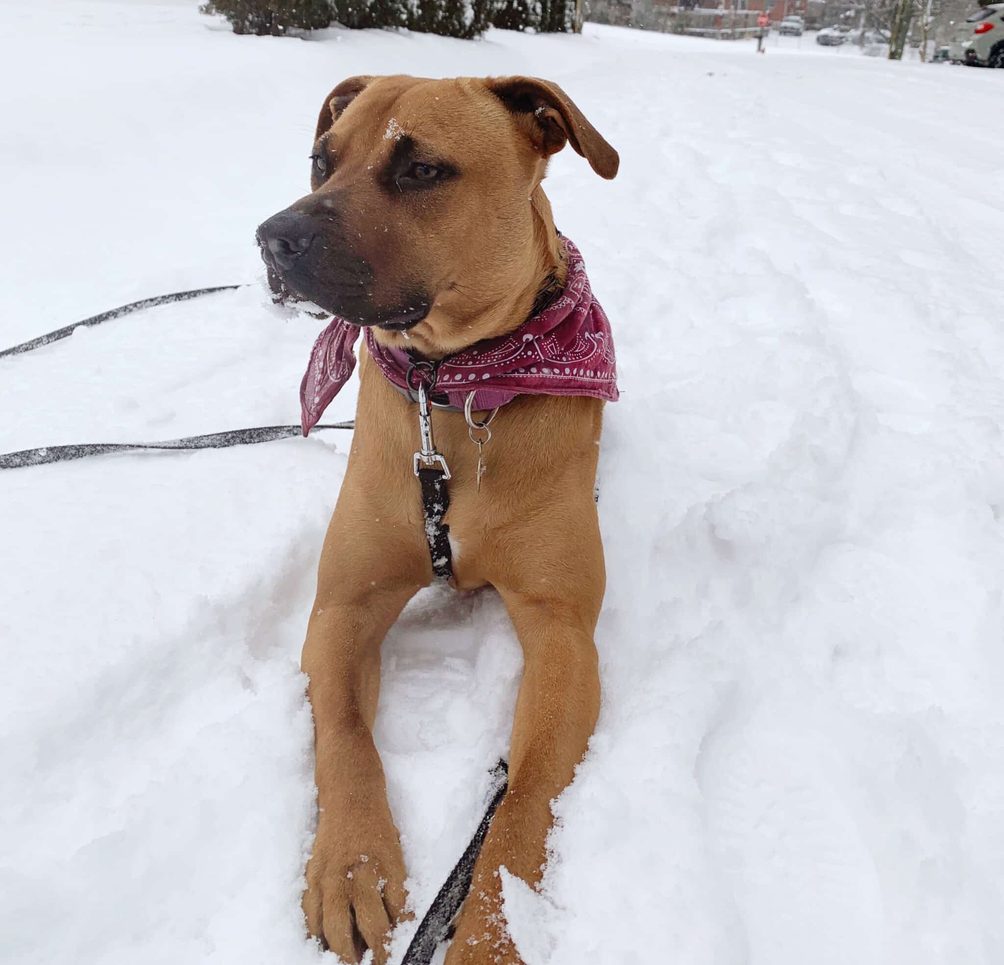 Medium brown dog in the snow.