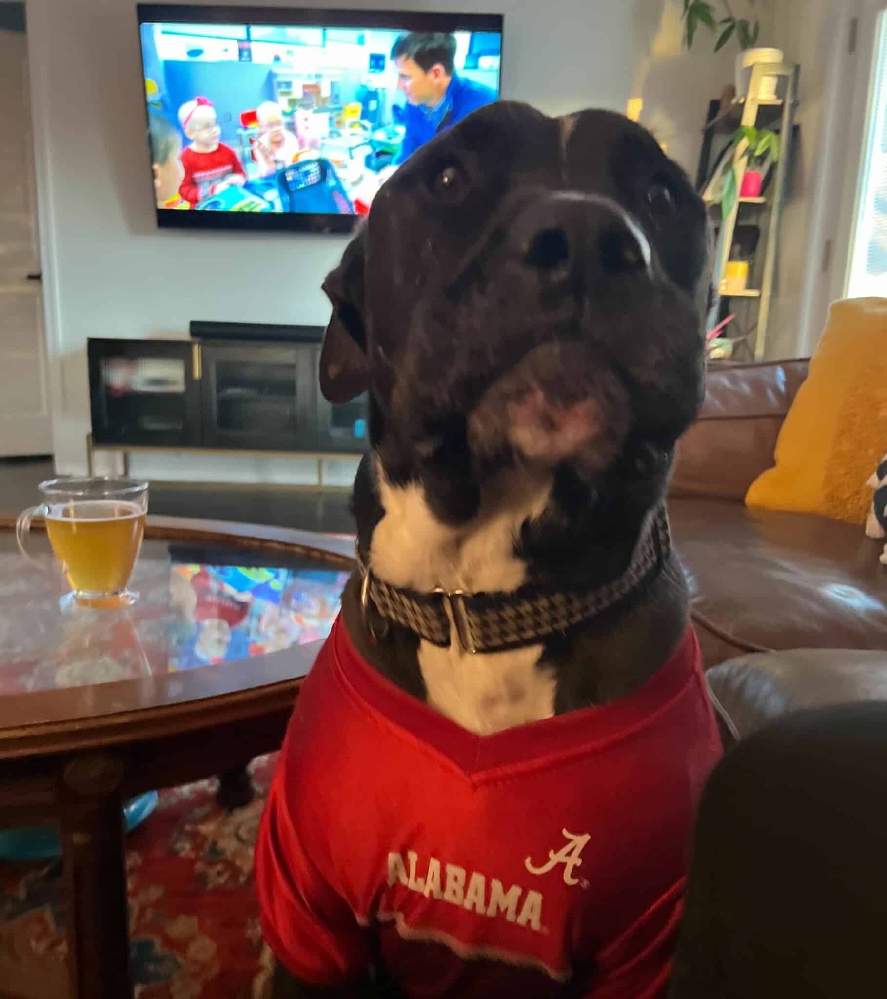 Large black dog proudly wearing an Alabama jersey