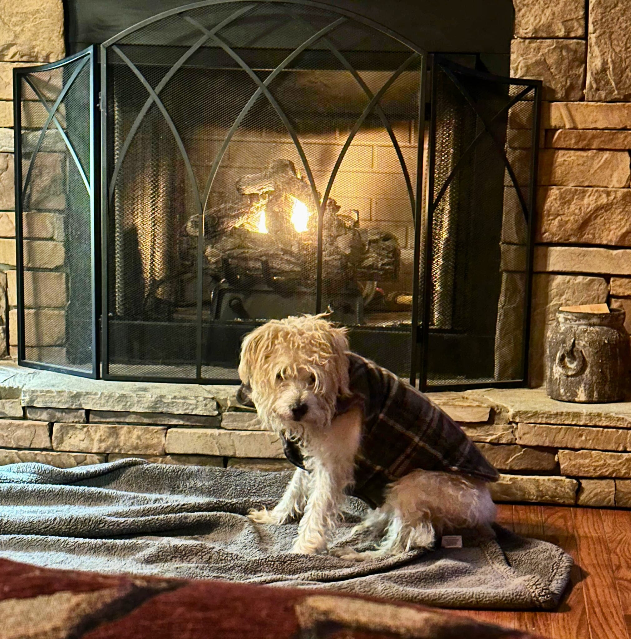 Older scruffy dog relaxes in front of a warm fire