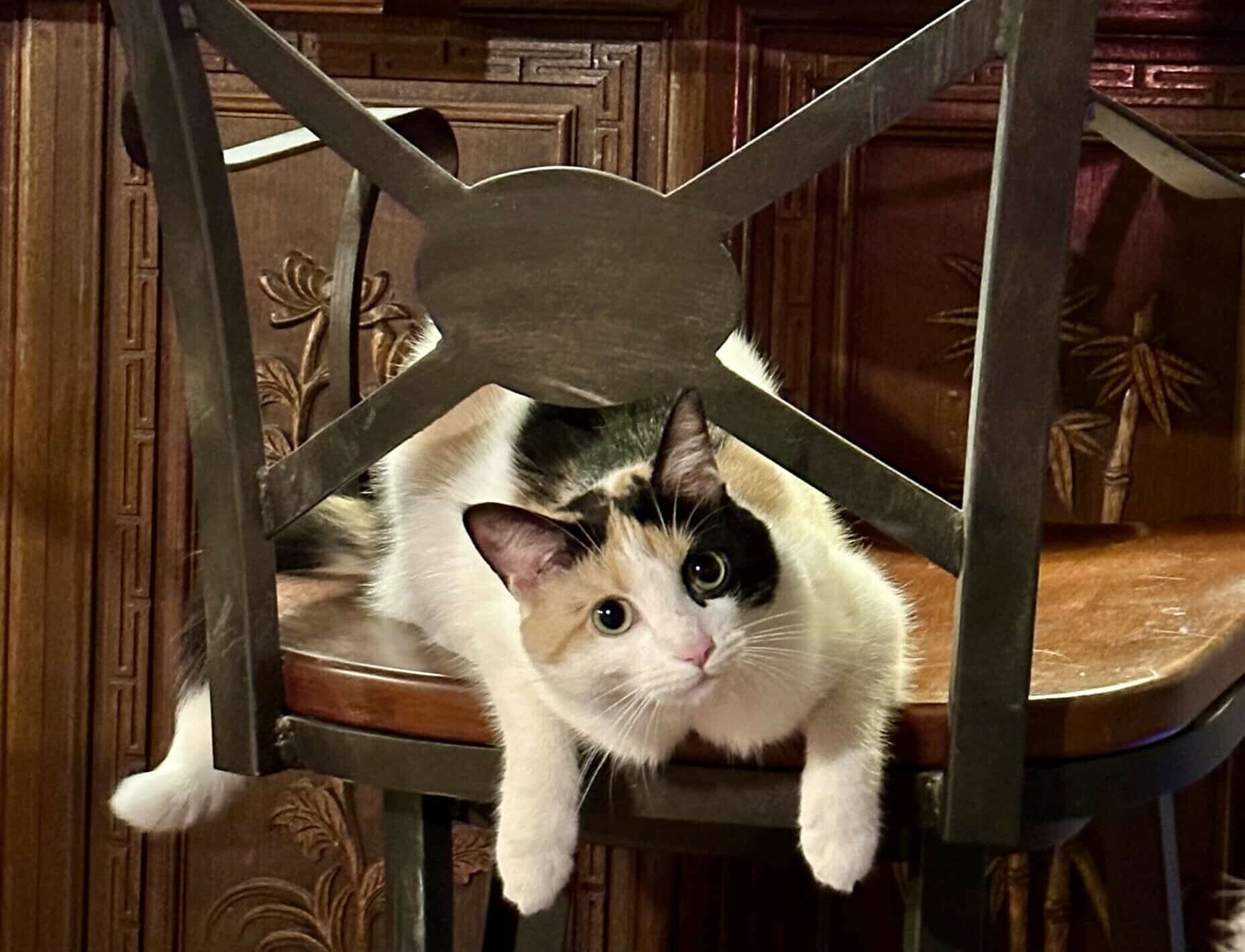 Ginger, a white, black and tan cat, sits on a barstool looking under the back of the stool.