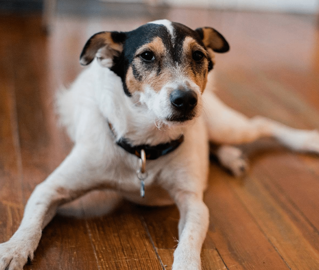 White dog with brown and black accents lays on hardwood floor, looking forward.