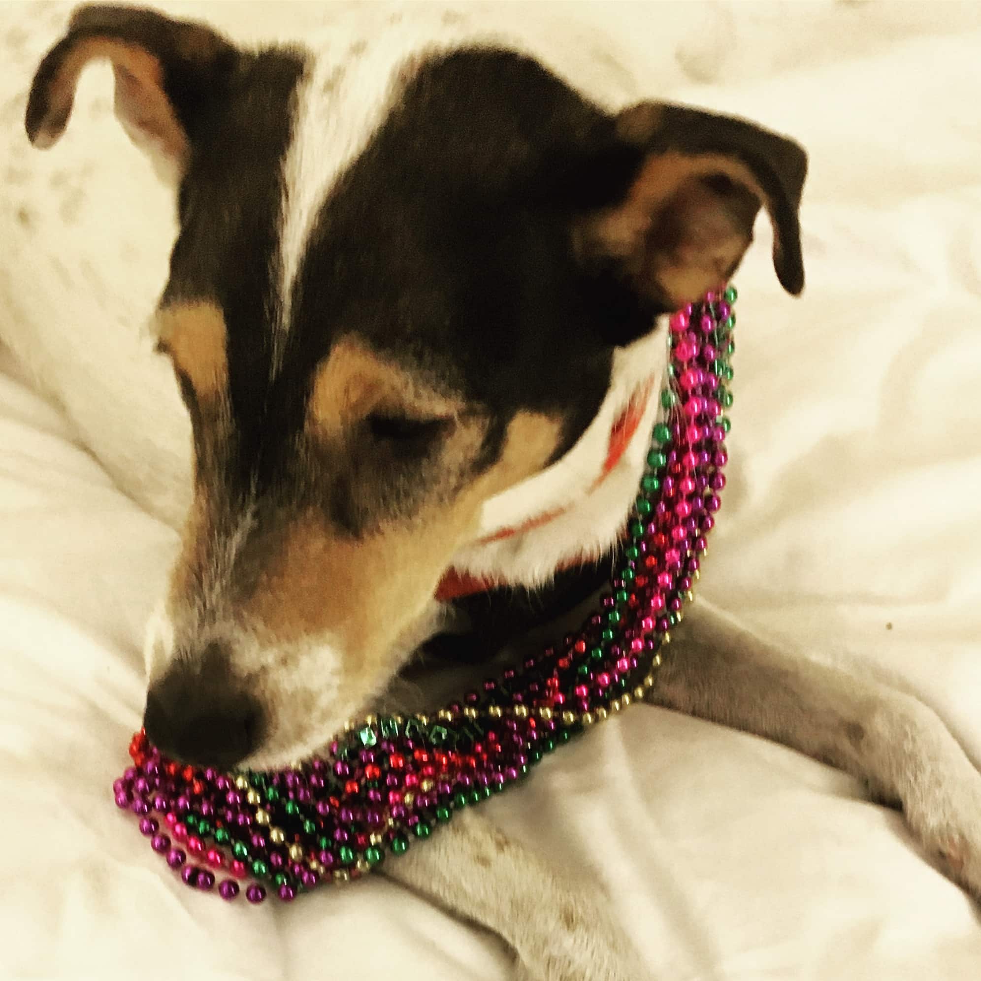 Small Jack Russell mix dog wearing Mardi Gras beads