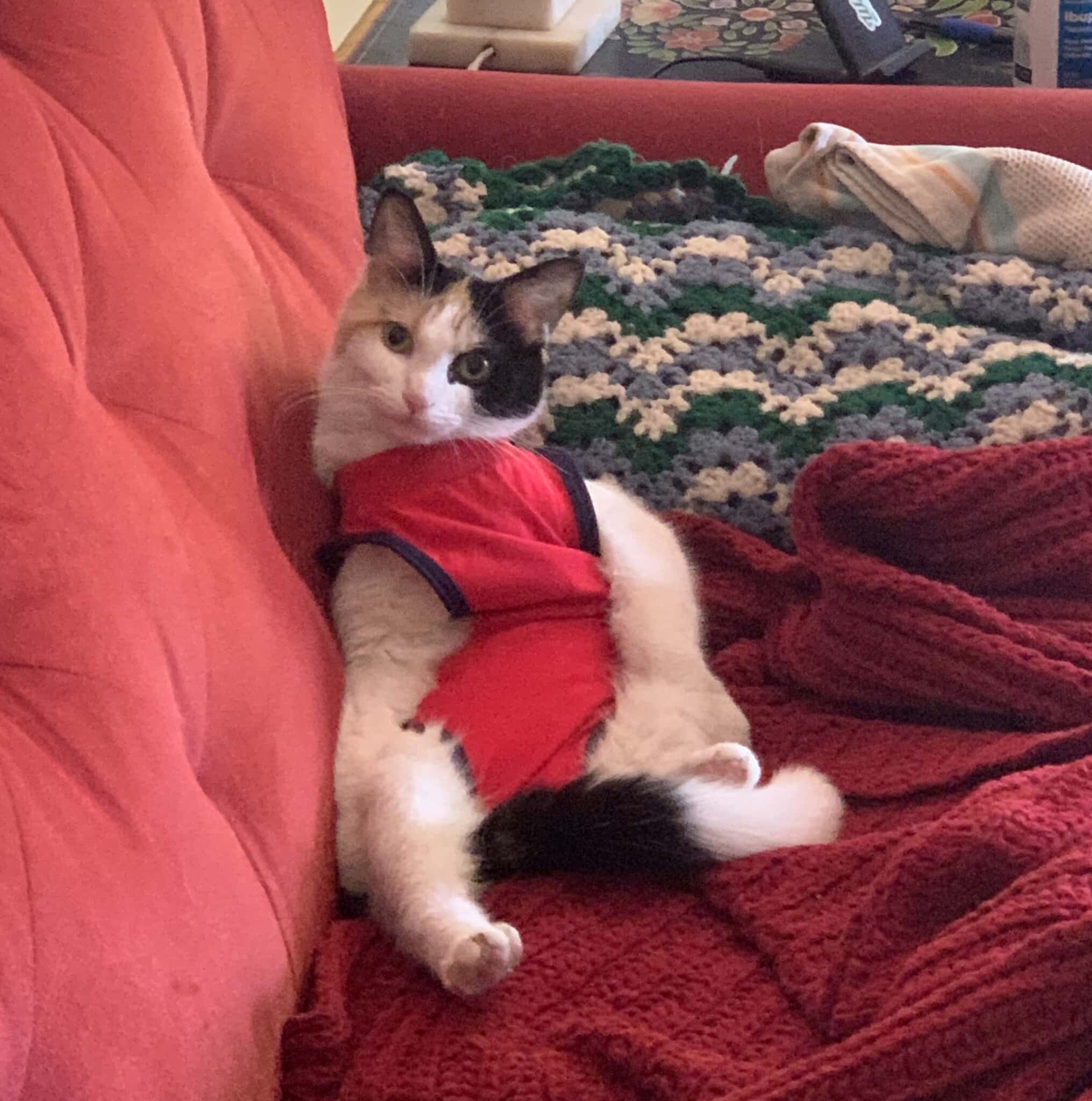 Small calico cat wears red pajamas while sitting ungracefully on a red couch