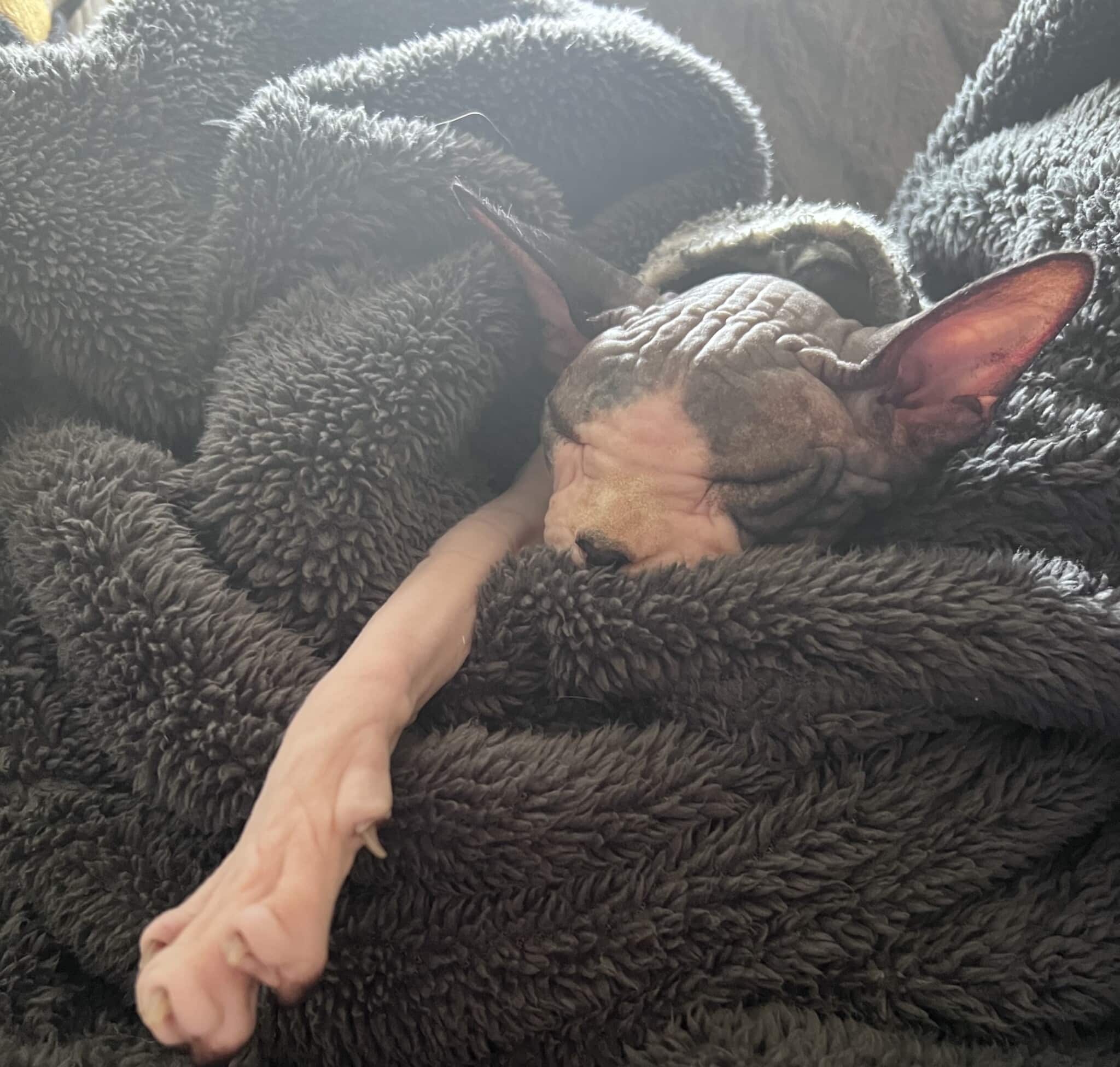 Sphynx cat takes a cozy nap with a blanket