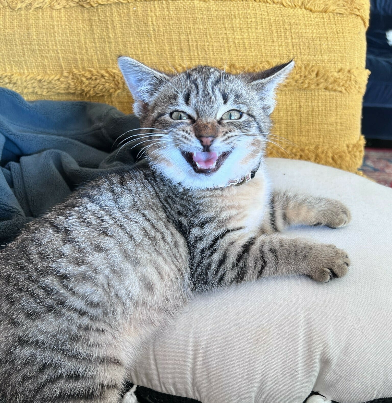 Logan the cat smiles with ear up while laying on pillows.
