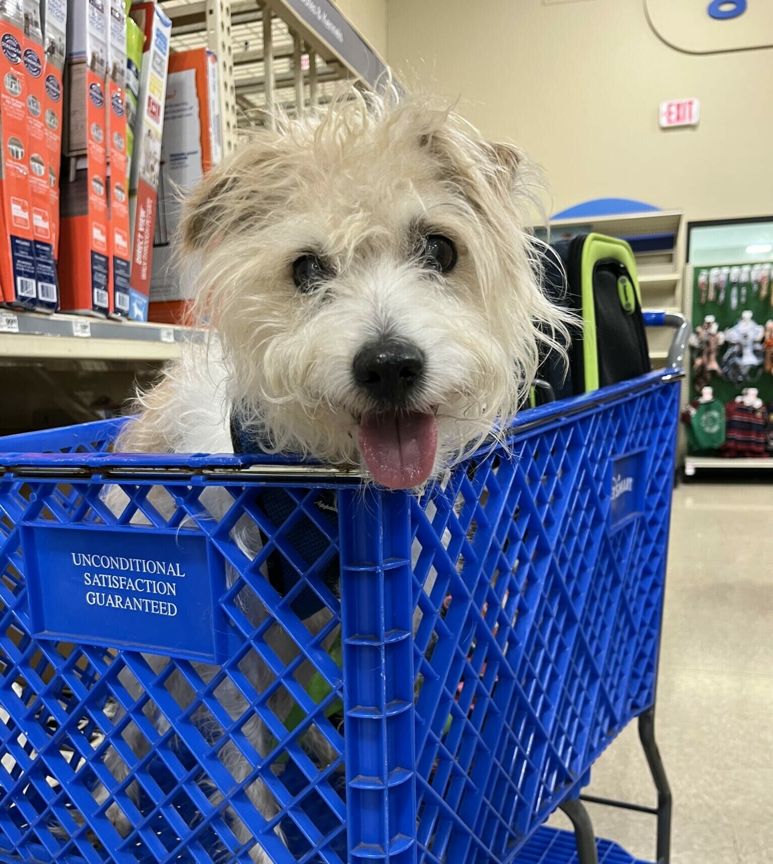 Sir Alex the pup rides in a shopping cart.