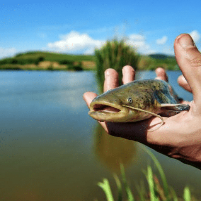 A hand holds a fish with the river background blurred.