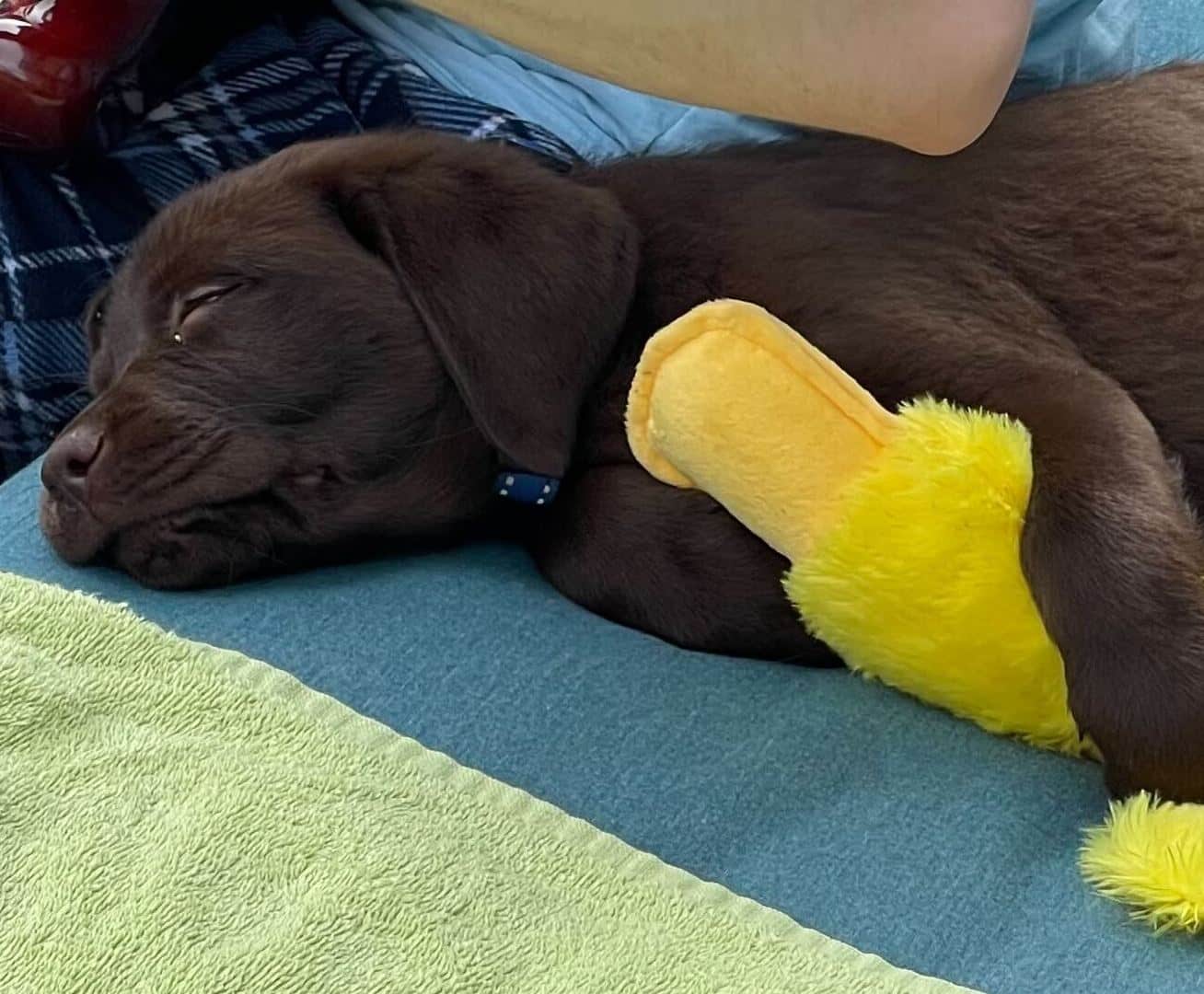 Chocolate lab puppy asleep with a stuffed yellow duck toy