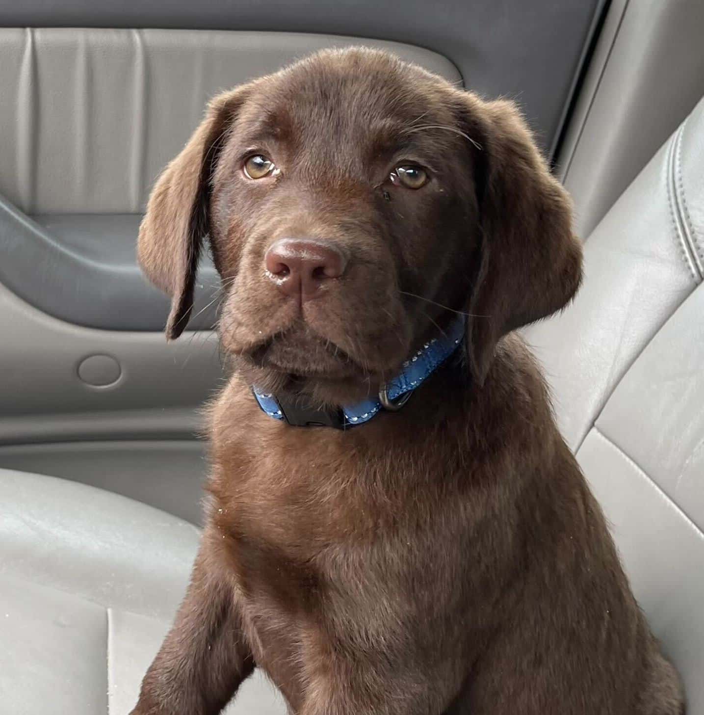 Chocolate lab puppy sits in the front car seat