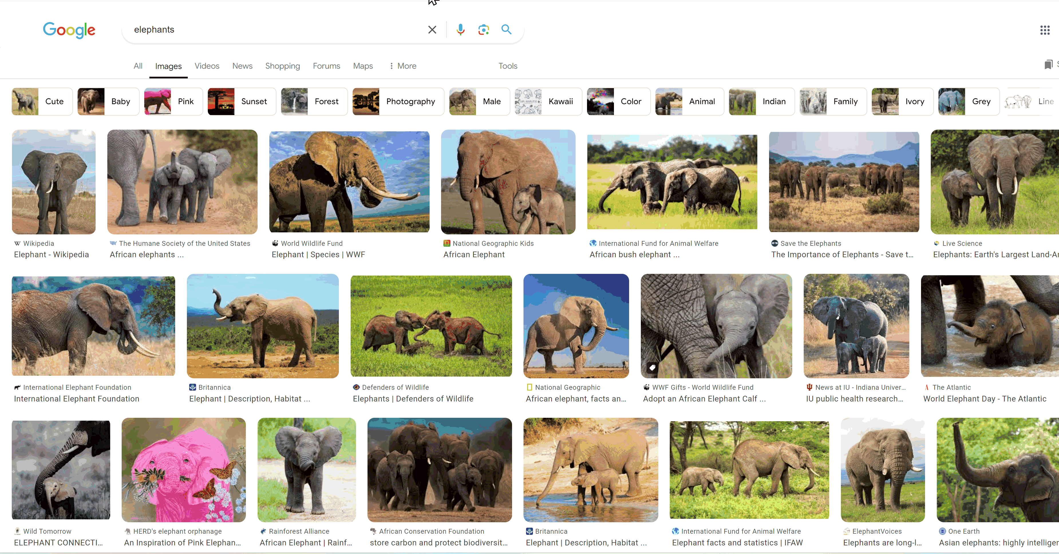 Google About This Image overview with a search for elephants, clicking on an elephant photo, then the three dots for About This Image results. 